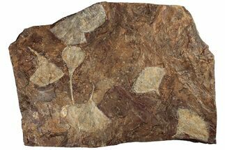 Seven Fossil Ginkgo Leaves From North Dakota - Paleocene #188695