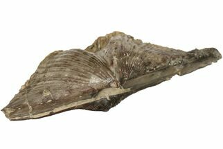 Devonian Brachiopod (Platyrachella) Fossil - Iowa #189490