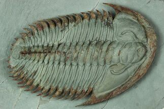 Lower Cambrian Trilobite (Longianda) - Issafen, Morocco #189928
