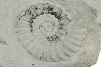 Bathonian Ammonite (Ludwigia) Fossil in Situ- France #189661
