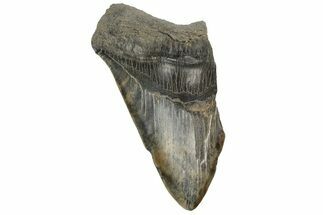 Huge, Partial, Fossil Megalodon Tooth #189896