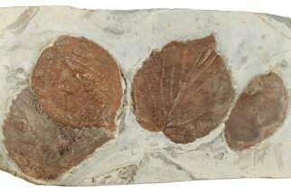 Four Fossil Leaves (Davidia & Zizyphoides) - Montana #190476