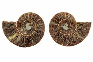 Cut & Polished, Agatized Ammonite Fossil - Crystal Pockets #191623