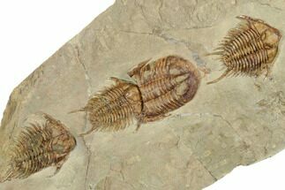 Line Of Three Foulonia Trilobites With Asaphid - Migratory Behavior? #191803
