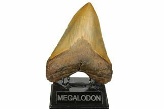 Giant, Fossil Megalodon Tooth - North Carolina #192474