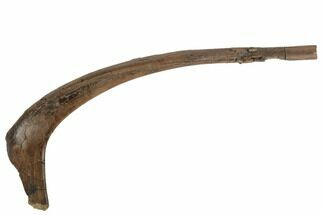 Hadrosaur (Edmontosaurus) Rib Bone (Bite Mark) - South Dakota #192623