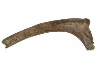 Hadrosaur (Edmontosaurus) Rib Bone - South Dakota #192641