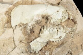 Unprepped Oreodont (Leptauchenia) Skull - South Dakota #192517