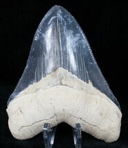 Gorgeous Bone Valley Megalodon Tooth #12184