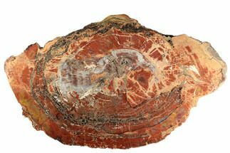 Polished, Petrified Wood (Araucarioxylon) Slab - Arizona #193672