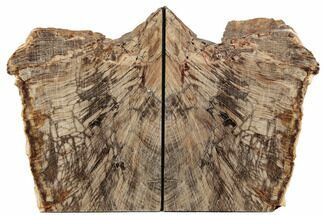Tall, Petrified Wood (Oak) Bookends - Deschutes River, Oregon #195172