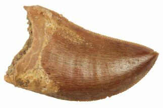 Serrated, Baby Carcharodontosaurus Tooth - Morocco #196503