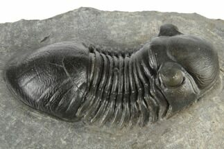 Beautiful, Paralejurus Trilobite Fossil - Ofaten, Morocco #197135