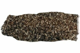 Polished Fossil Turritella Agate Slab - Wyoming #197536