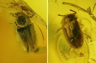Two Fossil Beetles (Coleoptera) in Baltic Amber #197745