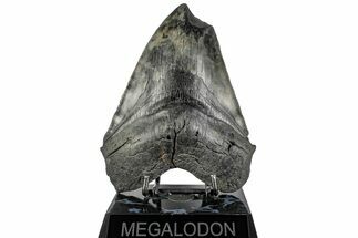 Huge, Fossil Megalodon Tooth - Feeding Damaged Tip #197882
