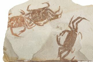 Three Miocene Pea Crab (Pinnixa) Fossils - California #198380