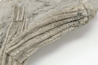 Two Fossil Crinoids (Parascytalocrinus?) - Crawfordsville, Indiana #198577