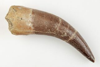 Huge, Fossil Plesiosaur (Zarafasaura) Tooth - Morocco #196731