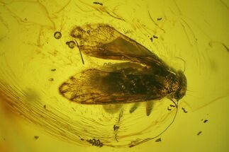Detailed Fossil Barklouse (Psocodea) In Baltic Amber #200066