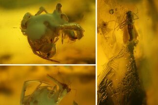 Fossil Spider (Araneae) and Prey In Baltic Amber #200193