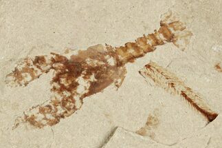 Cretaceous Lobster (Eryma) Fossil - Lebanon #200692
