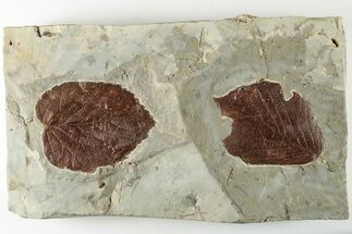 Two Fossil Leaves (Beringiaphyllum) with Insect Predation! - Montana #201336