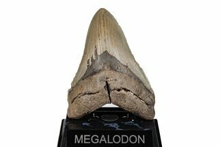 Serrated, Fossil Megalodon Tooth - North Carolina #201753