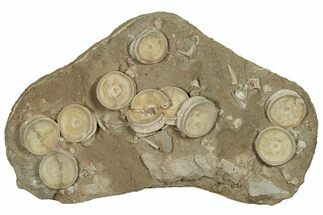 Fossil Shark Vertebrae & Teeth Plate - Morocco #78728