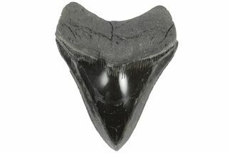 Serrated, Fossil Megalodon Tooth - Polished Blade #196898