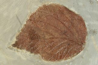 Fossil Sycamore Leaf (Platanites) - Montana #203366
