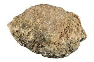 Silurain Fossil Sponge (Astraeospongia) - Tennessee #203684