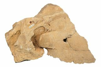 Ordovician Cephalopod (Gonioceras) Fossil - Wisconsin #203658