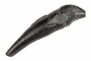 Fossil Odontocete (Toothed Whale) Tooth - South Carolina #204298