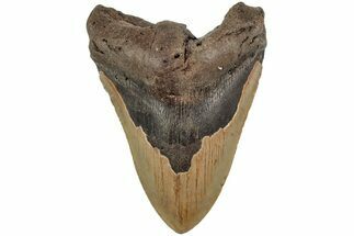Fossil Megalodon Tooth - North Carolina #204553