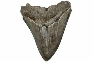 Sharp, Fossil Megalodon Tooth - South Carolina #204616