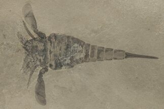 Eurypterus (Sea Scorpion) Fossil - New York #206612