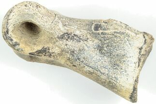 Ornithomimid (Struthiomimus) Toe Bone - Montana #207046
