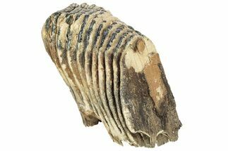 Partial Woolly Mammoth Molar - North Sea Deposits #207265
