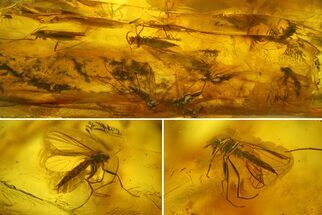 Fossil Fly Swarm (Diptera) In Baltic Amber #207475