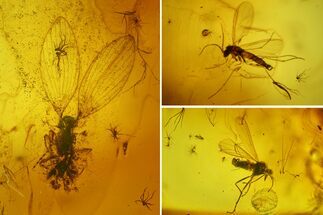 Fossil Moth fly (Psychodidiae) & Flies (Diptera) In Baltic Amber #207535