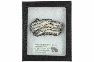 Mammoth Molar Slice with Case - South Carolina #207576