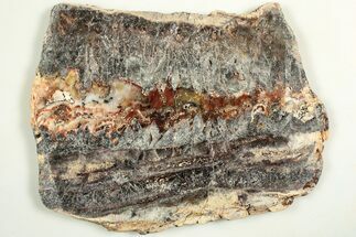Rare North Pole Dome Stromatolite Slice - Billion Years #208071