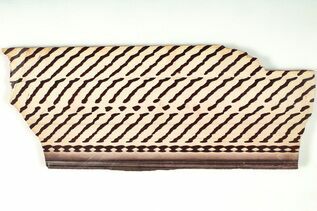 Buy Zebra Stone