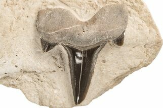 Fossil Mackerel Shark (Cretolamna) Tooth - Kansas #208263