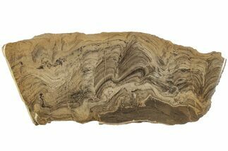 Devonian Stromatolite Slice - Orkney, Scotland #207404