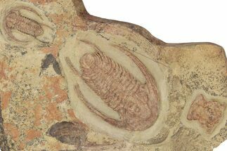 Pair Of Early Cambrian Trilobites (Perrector) - Tazemmourt, Morocco #209718