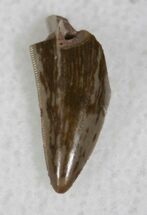 Coelophysis Tooth From New Mexico - Early Dinosaur #13016