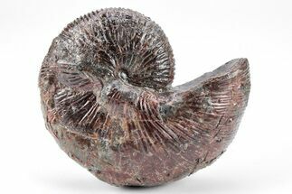 Red, Iridescent Hoploscaphites Ammonite Fossil - Montana #209664