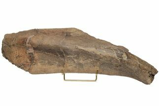 Fossil Triceratops Shoulder Blade (Scapula) - South Dakota #211083